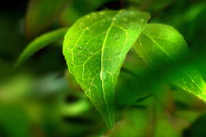 世界環境日 | 守衛凈土 綠色前行 招商交科下屬招商生態專注生態環保，共創美好生活